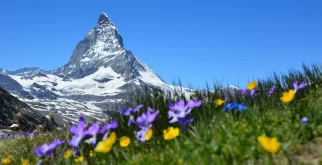 Matterhorn against a clear blue sky above an alpine meadow of purple and yellow wildflowers, offers page header at Hotel Bellerive Zermatt.